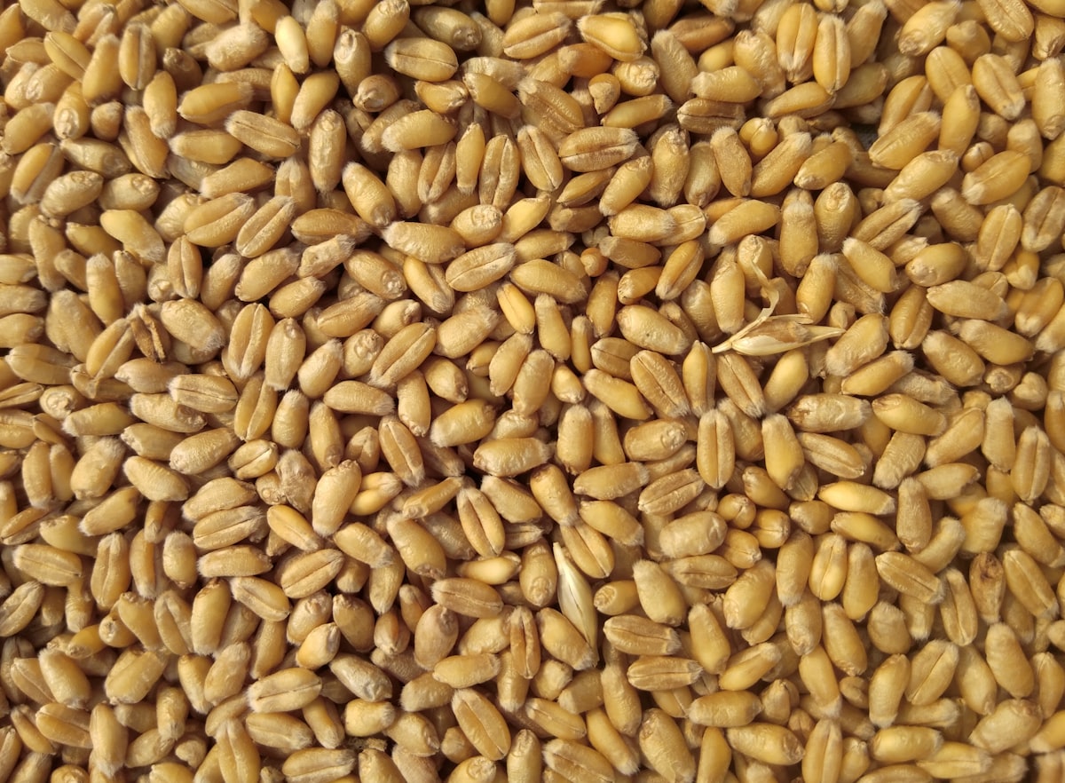The 2024 Global Grain Outlook: Navigating Supply Chain Elasticity